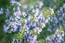 Rosemary Seeds - 50 Pack - Aromatic Culinary Herb - Salvia rosmarinus - Drought-Tolerant, Pollinator-Friendly Garden Plant