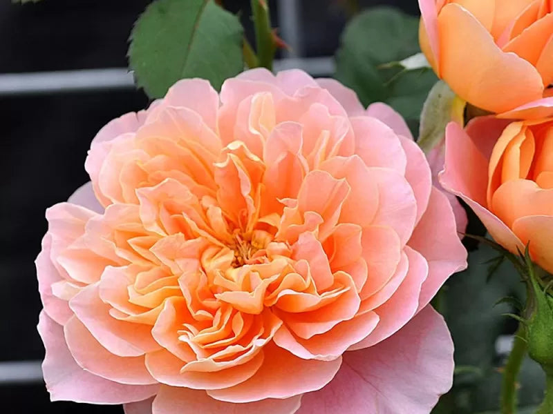 Super Rare Impressionist Rose Cuttings (3) – Rosa ‘Impressionist’ Apricot-Pink Climbing Rose Unrooted Grafting