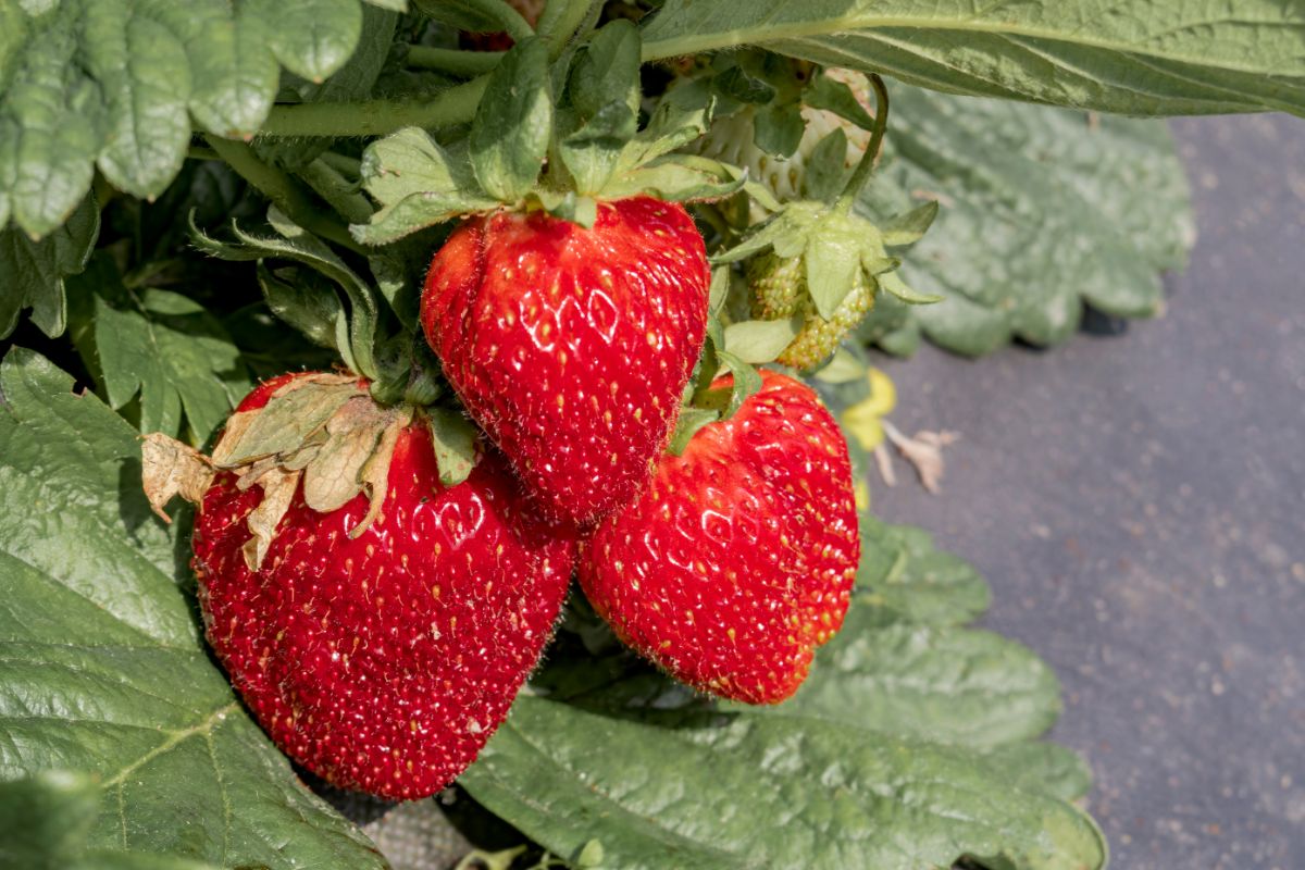 Jewel Strawberry Plants Bare Root 25 June-Bearing Large Sweet Berries Cold Hardy Garden Fruit