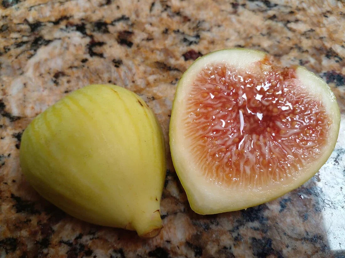White Kadota Fig Cuttings - Unrooted 6-8" Heirloom Green Ficus carica for Propagation & Home Gardens