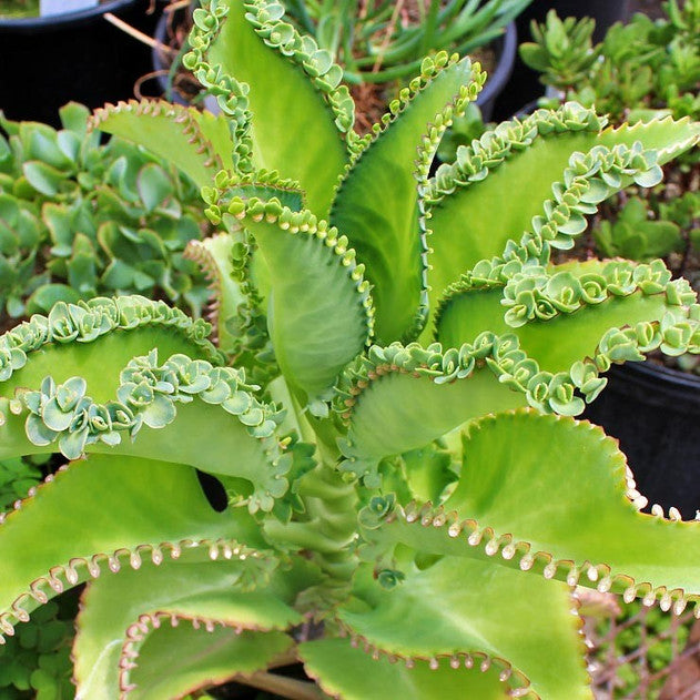 4 Kalanchoe Mother of Thousands Succulents – 3-4" Bare Root Alligator Plants for Indoor Gardening & Propagation