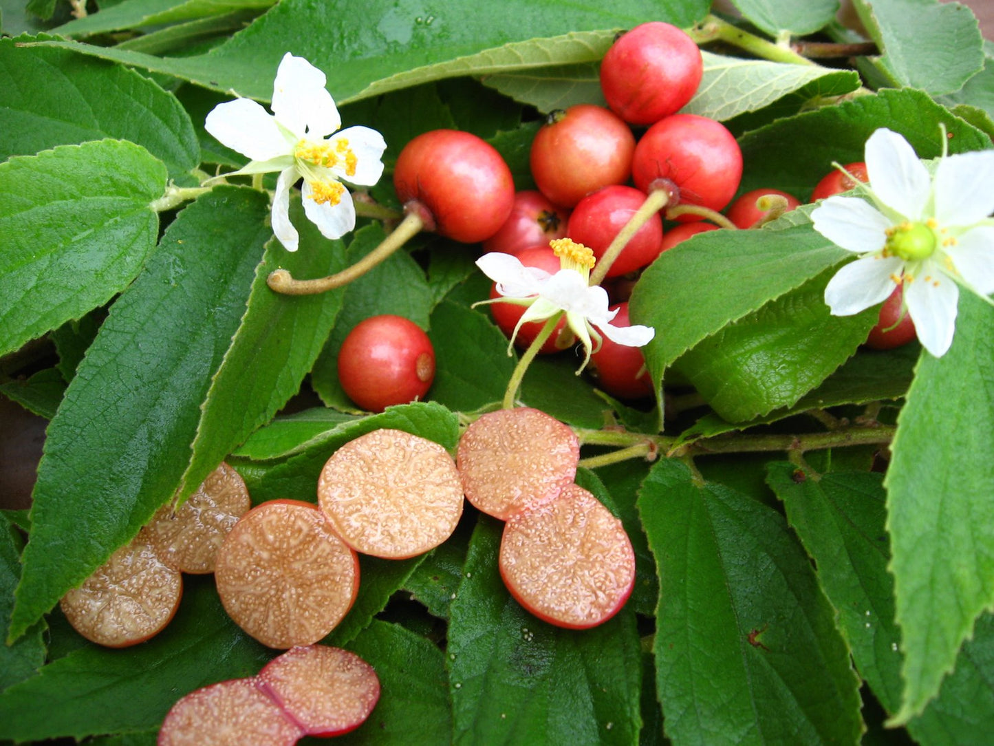 Red Jamaican Cherry Tree Bare Root Starter Plant | Muntingia calabura | Tropical Fruit Tree with Edible Berries