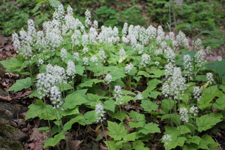 Foamflower Plants Bare Root Tiarella cordifolia Native Woodland Ground Cover for Shade Gardens (3 Pack)