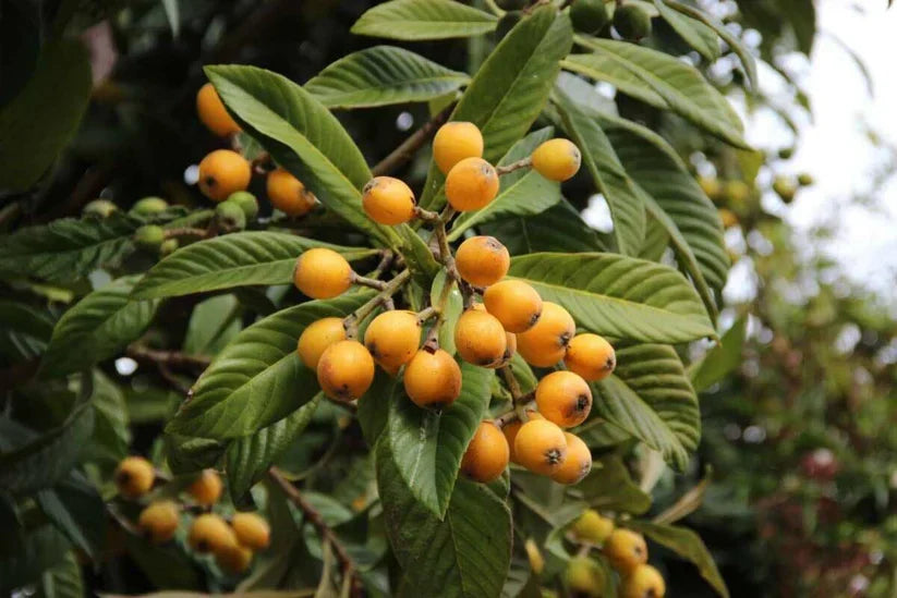 Gold Nugget Loquat Cutting 6–8” Eriobotrya japonica for Propagation, Rooting, Grafting, Sweet Fruit Variety