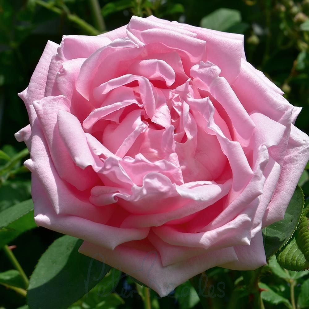 Rose Cuttings – Unrooted ‘Madame Caroline Testout’ Rosa ‘Mme Caroline Testout’ for Grafting or Rooting