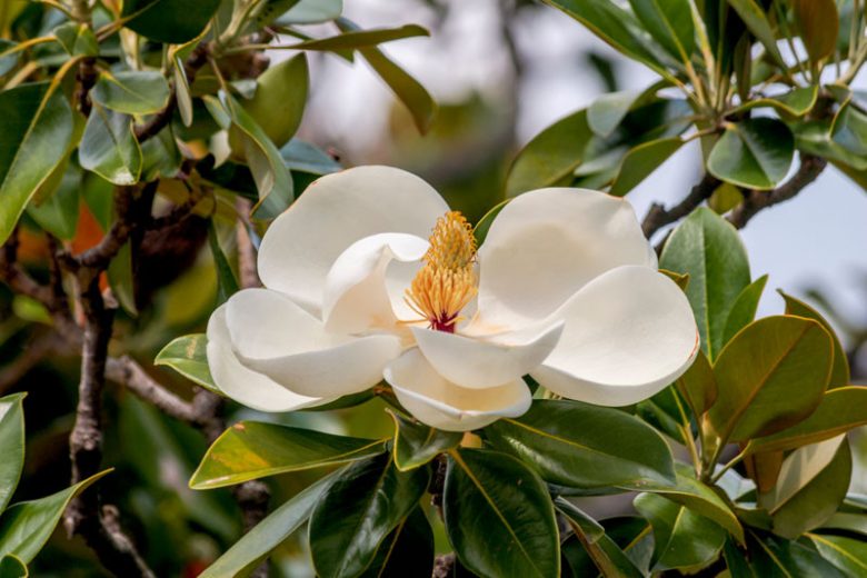 Southern Magnolia Cuttings – 8 Live Hardwood Propagation Cuttings of Magnolia grandiflora for Rooting or Grafting