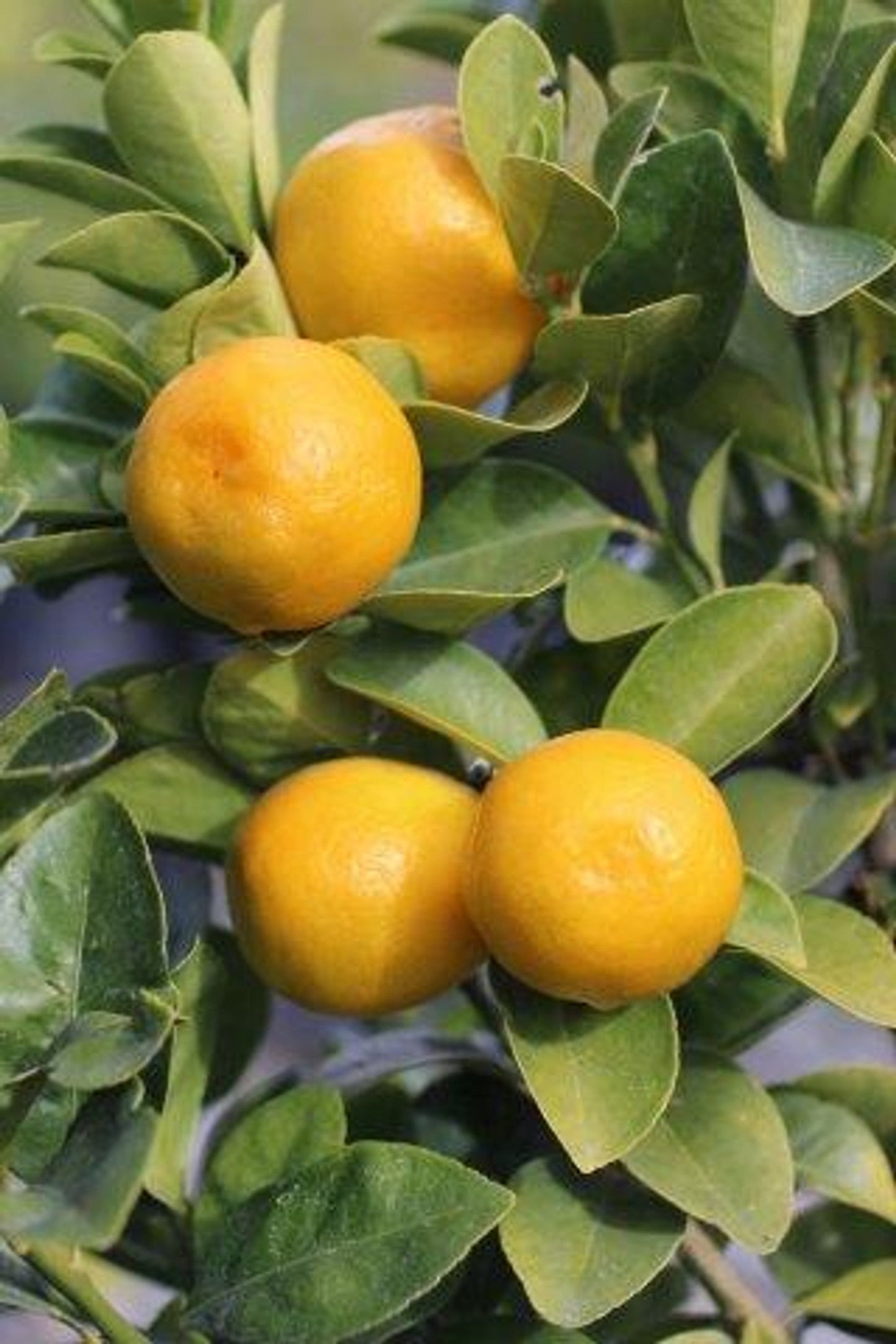 Super Double Rare Fukushu Kumquat Cuttings – 3 Fresh Scions for Rooting or Grafting – Fortunella obovata Citrus Plant
