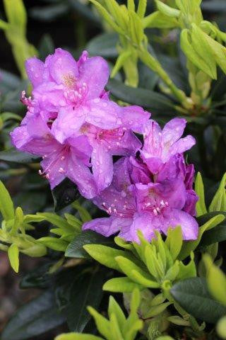 Catawba Boursault Rhododendron Starter Plant – Live Bareroot Shrub with Purple Blooms, Hardy Evergreen Landscape Plant, Rhododendron catawbiense