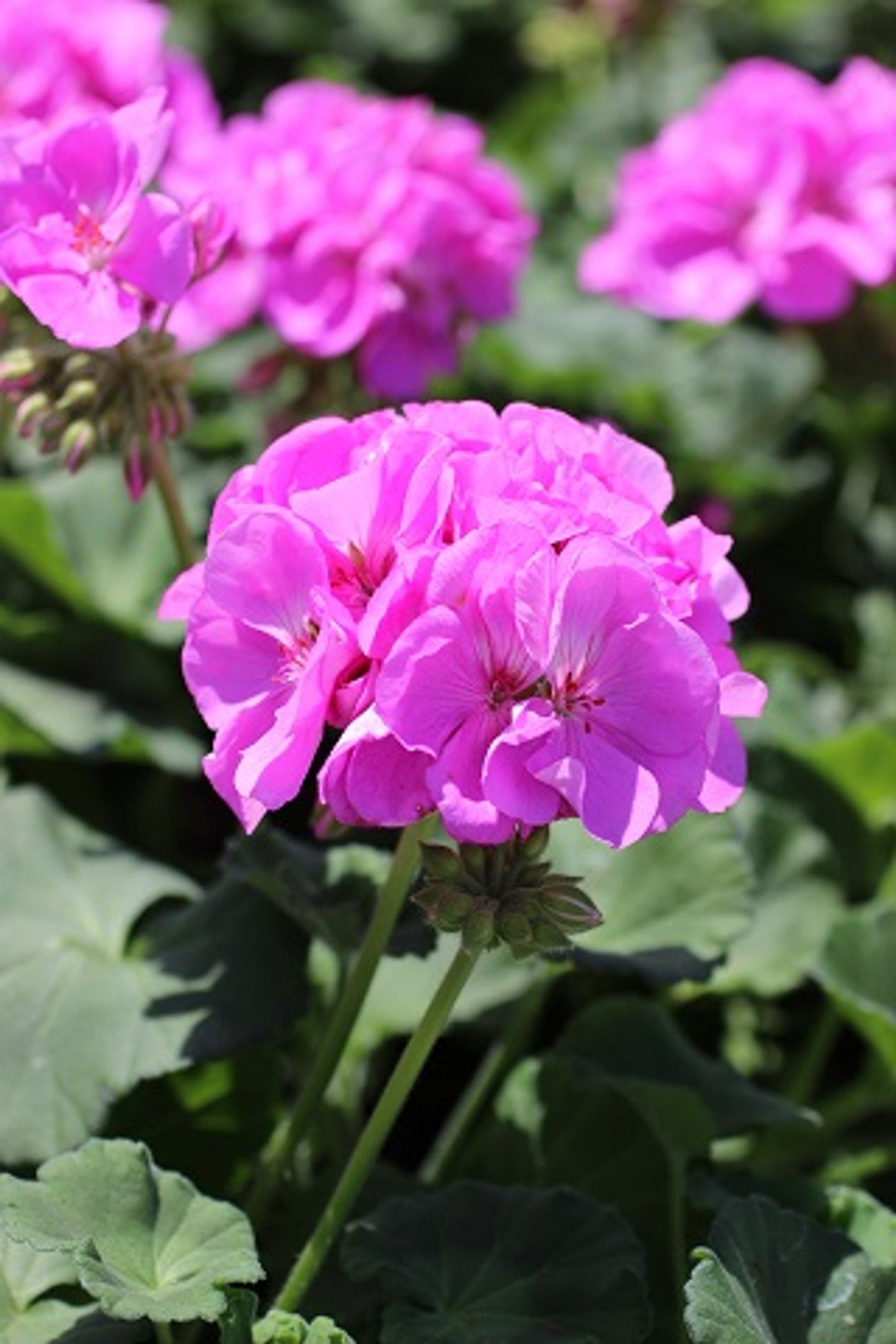12 Purple-Pink Zonal Geranium Cuttings – Pelargonium hortorum Live Starter Plants for Baskets, Containers & Gardens