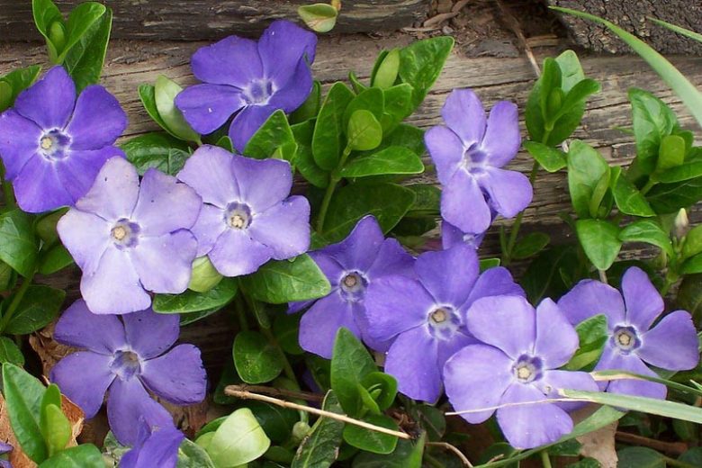 50 Live Vinca Minor Plants – Dwarf Periwinkle Bare Roots, Evergreen Ground Cover, Shade Loving, Hardy, Fast Spreading