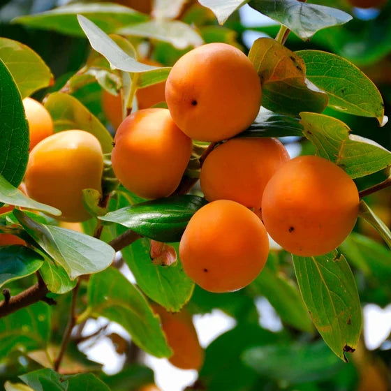 American Persimmon Tree (Diospyros virginiana) β Live Bare Root 6β12β Seedling | Cold Hardy Fruit Tree | Native Edible Plant