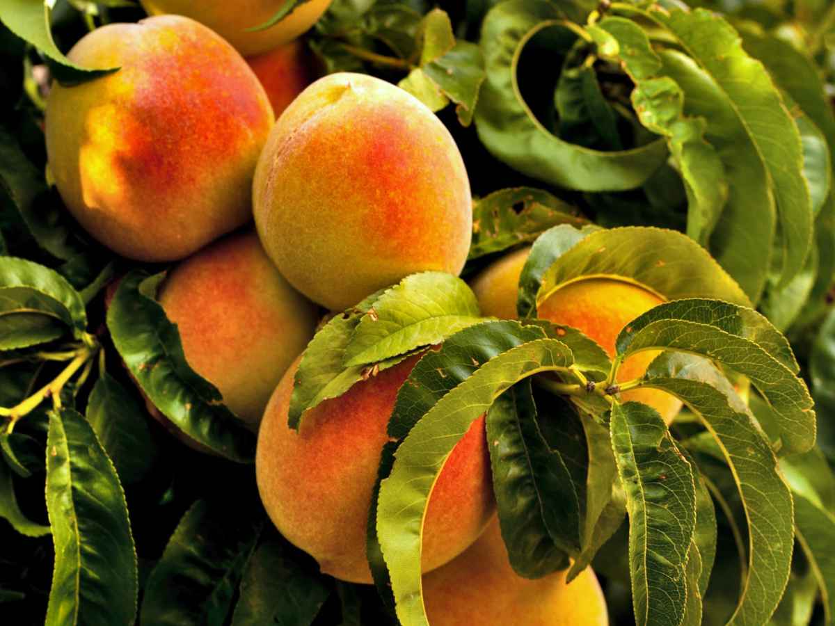 6 Unrooted Organic Yellow Peach Tree Cuttings | Prunus persica Heirloom Fruit Tree for Garden Orchard