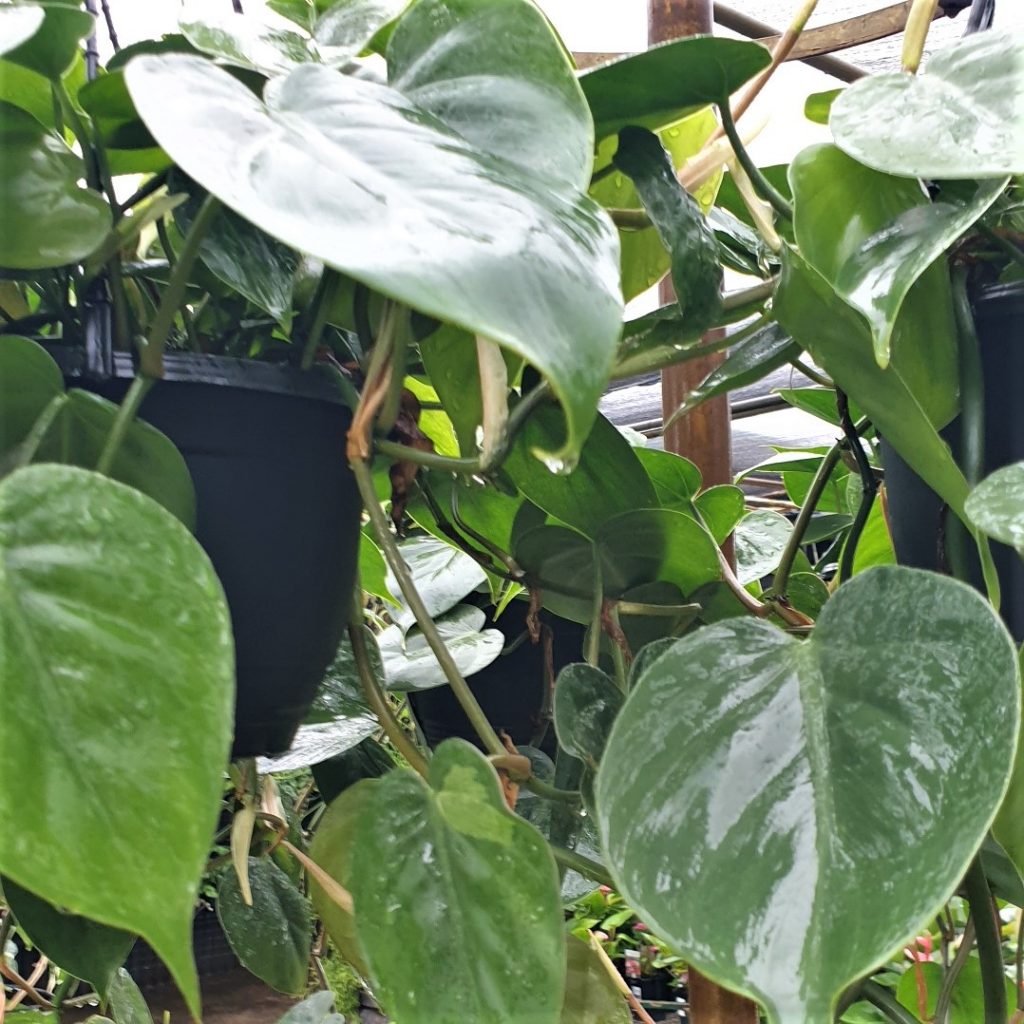 Philodendron Cordatum Heartleaf Rooted Cutting – Live Indoor Houseplant, Green Vining Plant, Easy-Care Natural Décor, Trailing Vine