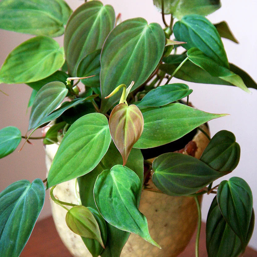 Philodendron Micans Live Houseplant Rooted Starter Plant Velvet Leaf Philodendron Hederaceum Var