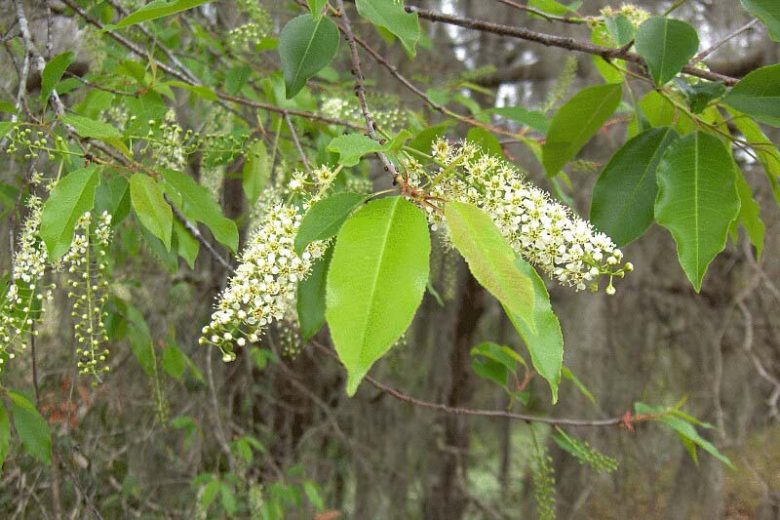 Cherry Laurel Trees Bare Root Seedlings – 1-2 ft Evergreen Hedge Shrubs Prunus laurocerasus for Privacy & Landscaping
