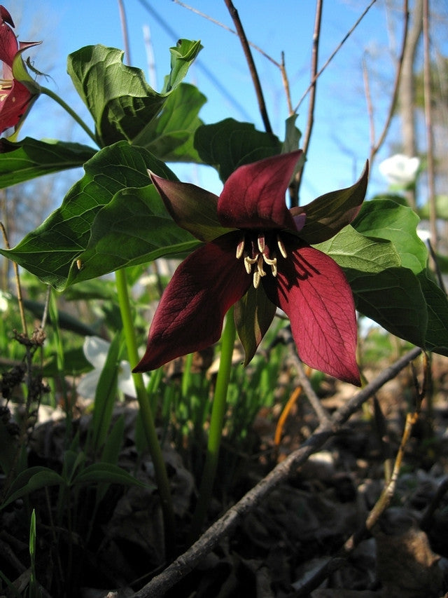 10 Red Trillium Bulb Set – Native Woodland Wildflower, Shade Garden Perennial, Trillium erectum, Spring Blooms