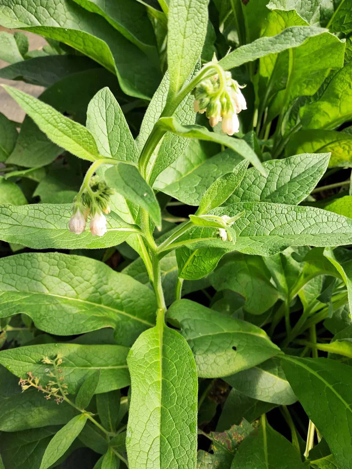 12 Bocking #4 Comfrey Root Cuttings – Organic Medicinal Herb, Permaculture Plant, Non-Spreading, Nutrient-Dense Biomass