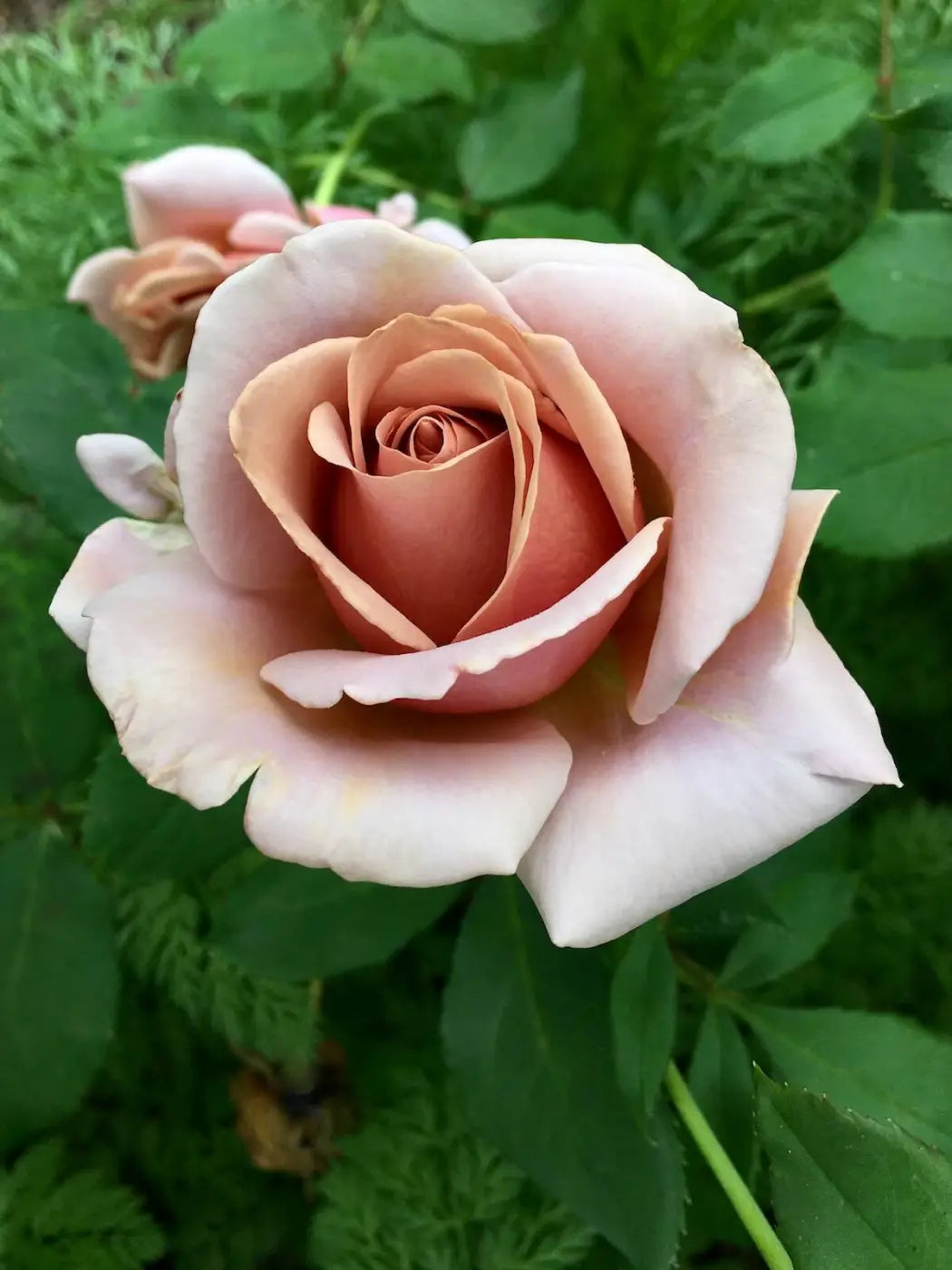 1 Koko Loko Rose Bush | Live Bare Root Starter Plant | Unique Cocoa-Lavender Floribunda Rose β Fragrant & Repeat Blooming