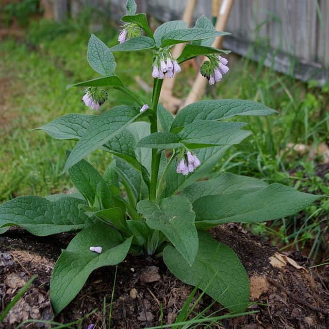 10 Russian Comfrey Cuttings Bocking 14 Cultivar – Live Unrooted Starts for Compost, Fertilizer, Pollinator Gardens