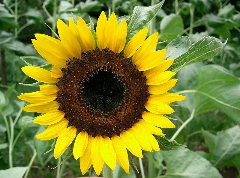 Sunflower Seeds - 22 Pack Taiyo Japanese Heirloom Helianthus annuus - Easy Grow, Vibrant Yellow Blooms, Full Sun, Non-GMO