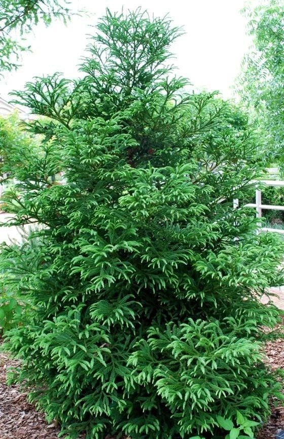 Cryptomeria 'Black Dragon' Plant - Evergreen Conifer Tree - Japanese Cedar - 3-Gallon Pot
