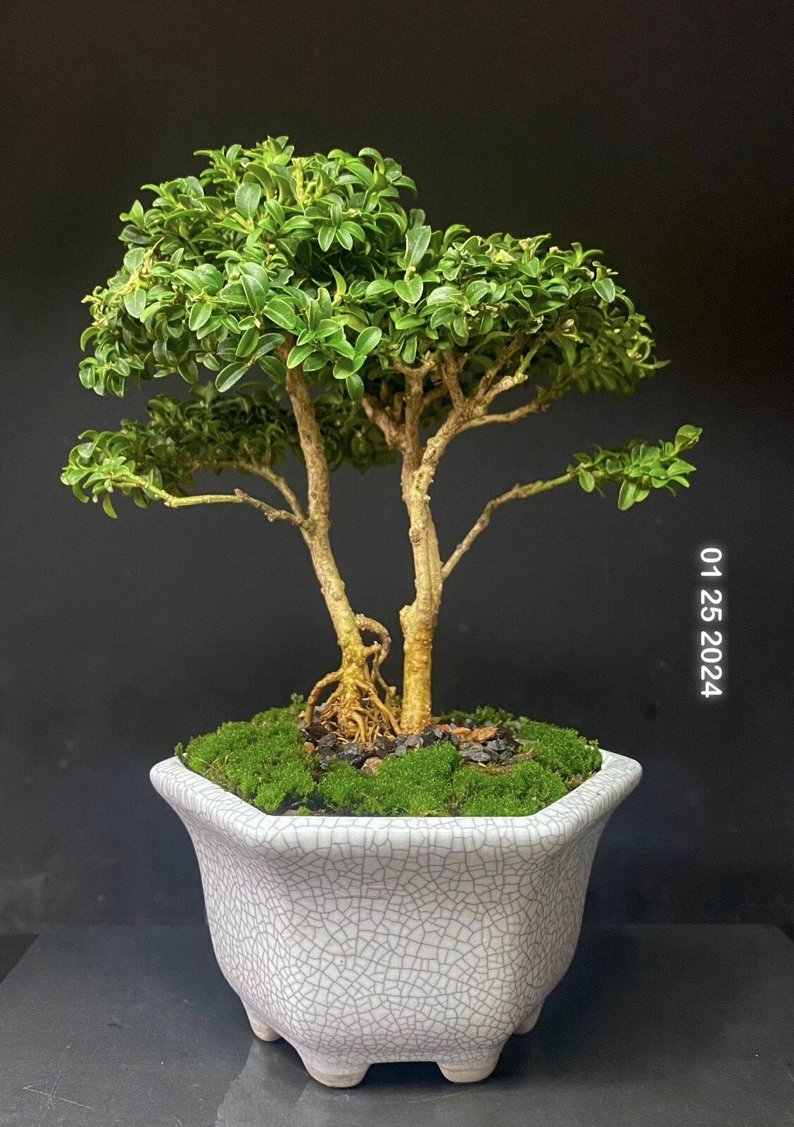 Bonsai Tree Kingsville Boxwood Shohin 8” in Crackle Glaze Pot Buxus microphylla Indoor Plant