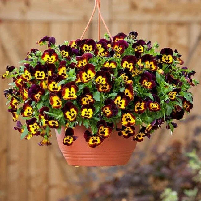 15 Pansy Seeds - Cool Wave Fire Trailing Viola x wittrockiana for Hanging Baskets & Containers - Bright Orange & Yellow Blooms