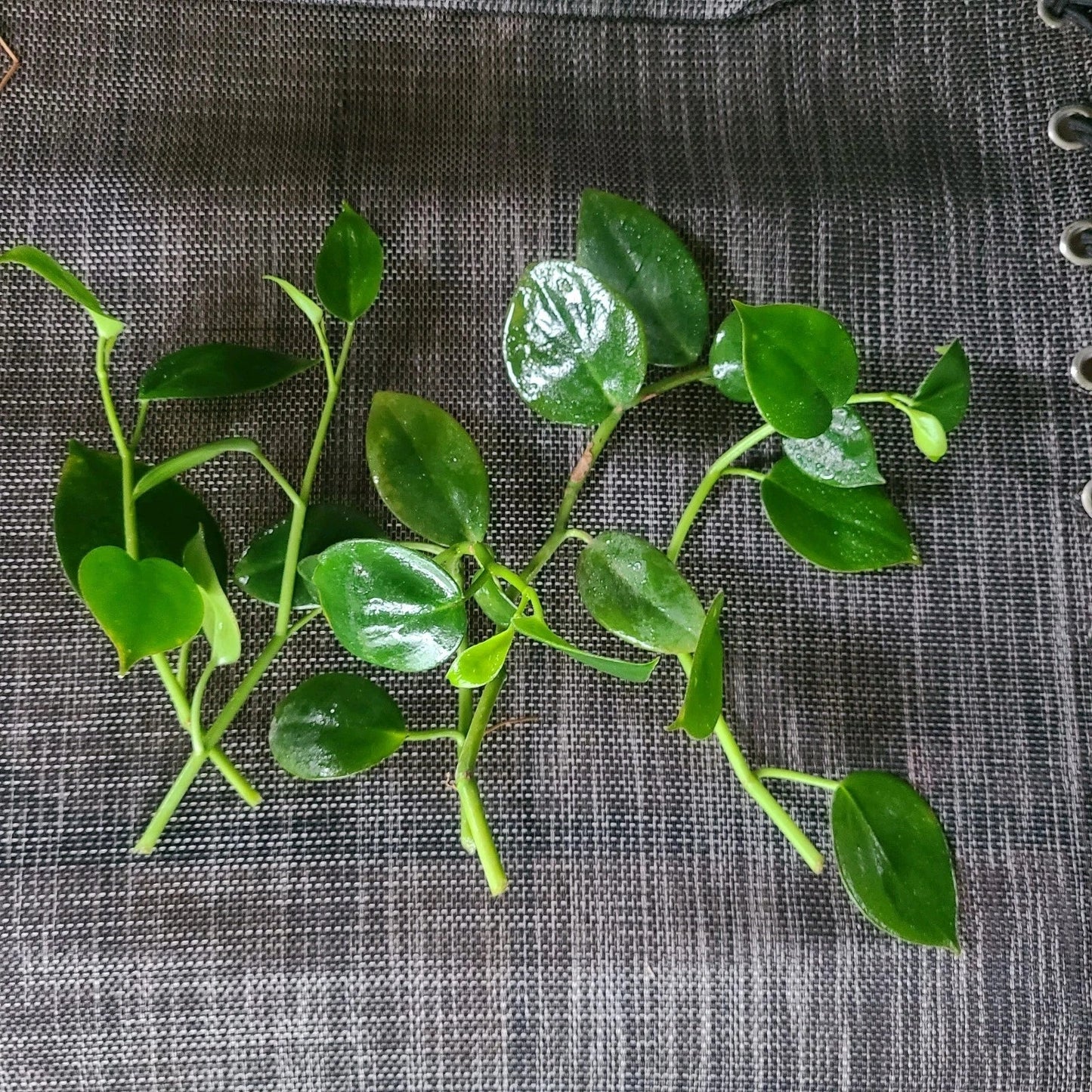 Peperomia 'Cupid' No Roots Cuttings – Indoor Houseplant, Low Light, Easy Care, Compact, Heart-Shaped Leaves, Propagation Pack