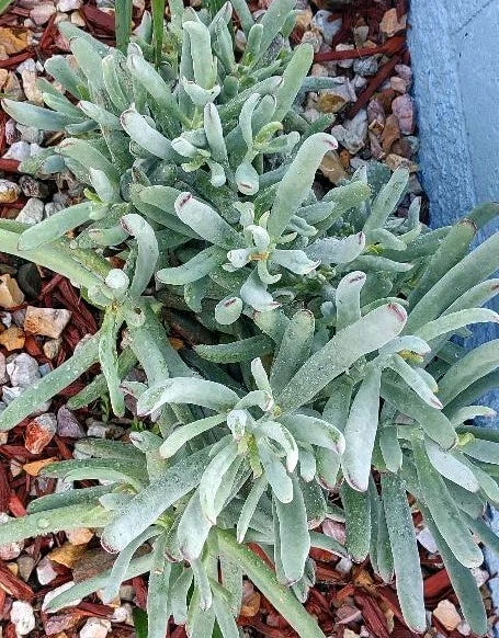 Cactus Cutting #11 Variety Succulent Plant Propagation Cactaceae for Home Decor
