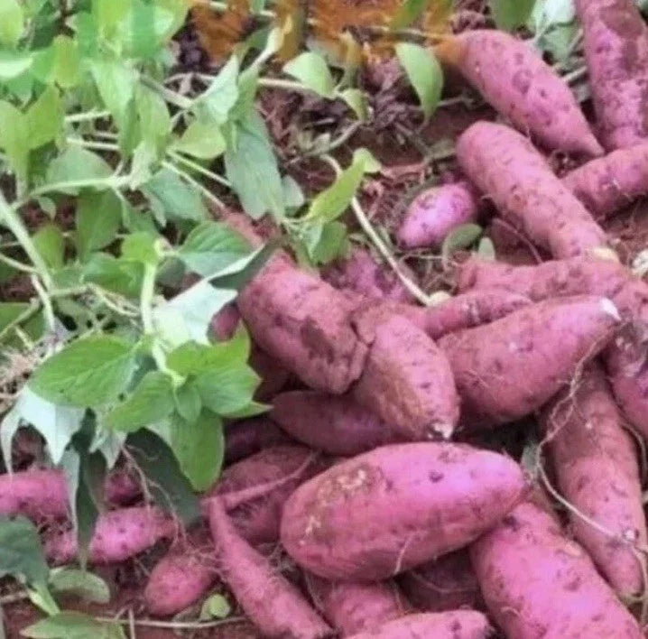 Cuban Sweet Potato Slips - 15 Organic Ipomoea batatas Cuttings for Gardening, Container Planting, Non-GMO