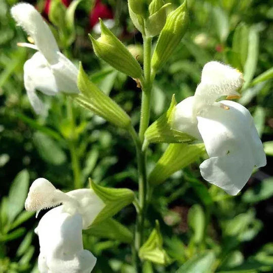Salvia Greggii White 1-Gallon Live Plant, Drought-Tolerant Perennial Herb, Pollinator-Friendly, Low Maintenance, Full Sun to Partial Shade