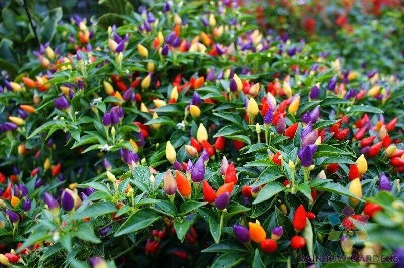 Bolivian Rainbow Hot Pepper Seeds - 25+ Capsicum annuum, Colorful, Spicy Garden Planting Seed Packet