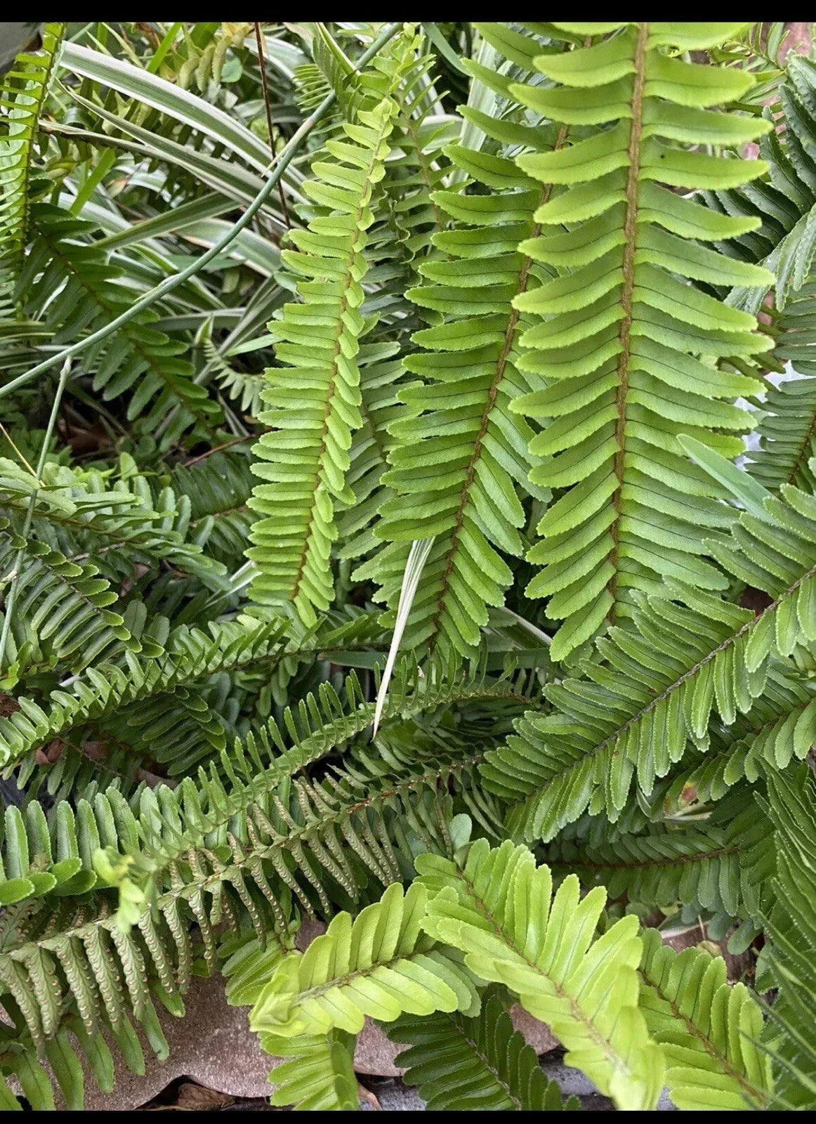 Boston Fern Plant Set of 4 – Live Indoor/Outdoor Nephrolepis exaltata 8-Inch Ferns for Home & Garden