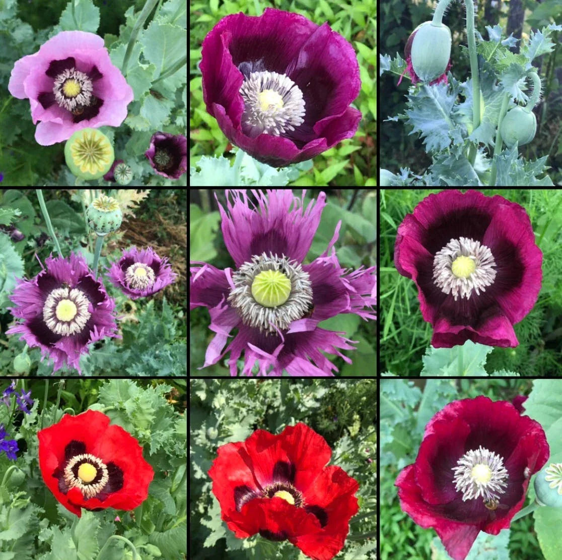 Poppy Seeds Mix - Breadseed Mixed Colors - Non-GMO Papaver somniferum - 1000 Seeds for Baking & Gardening