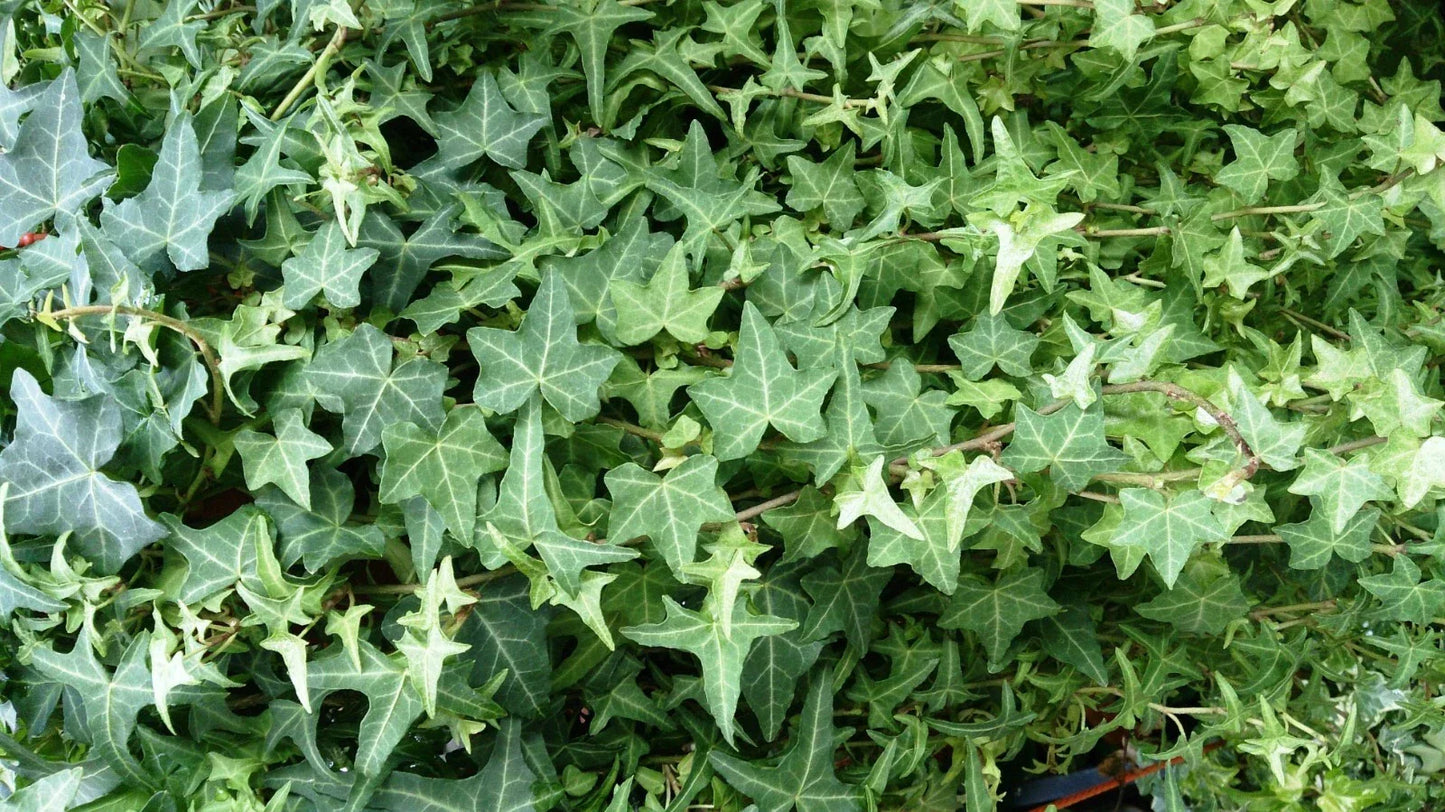 English Ivy Cuttings - 6 Inch Live Plant Clippings - Hedera helix Perennial for Indoor, Garden, Hanging Baskets