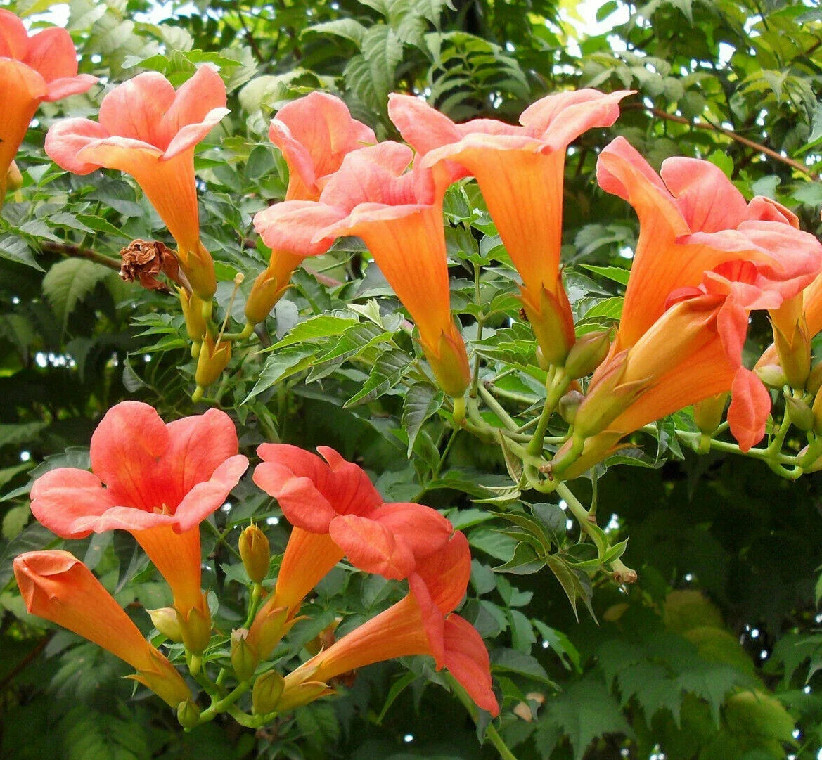 Trumpet Creeper Seeds - 100+ Perennial Climbing Vine Seeds Campsis radicans for Garden Fences & Trellises