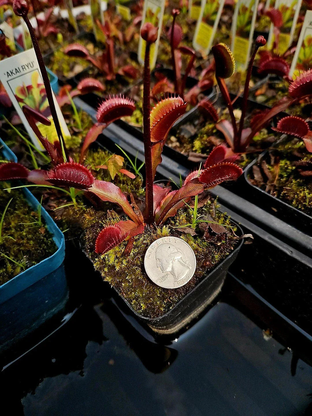 Venus Flytrap Bare Root Plant – 3 Akai Ryu Red Dragon Dionaea muscipula Tissue Culture Carnivorous Plant