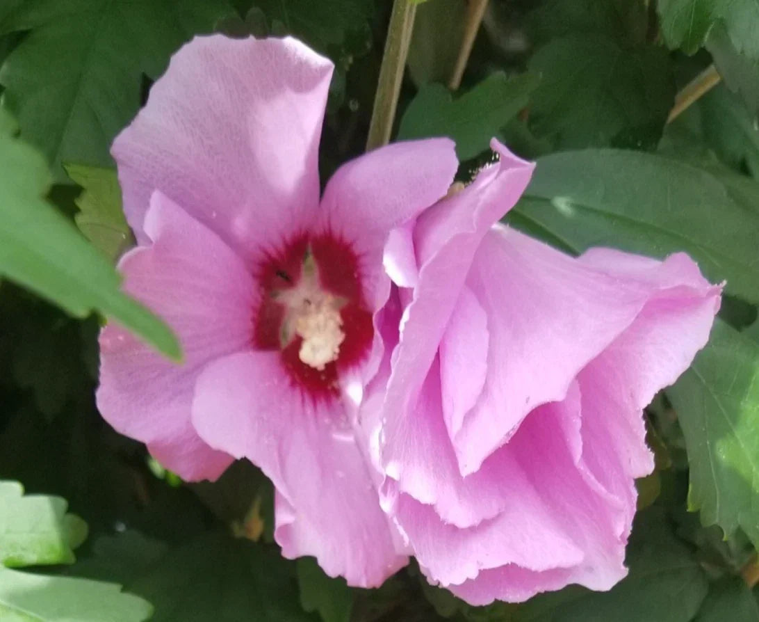 Pink Rose of Sharon Hibiscus Plant – Organic Live Rooted Hibiscus syriacus for Garden or Water Cultivation