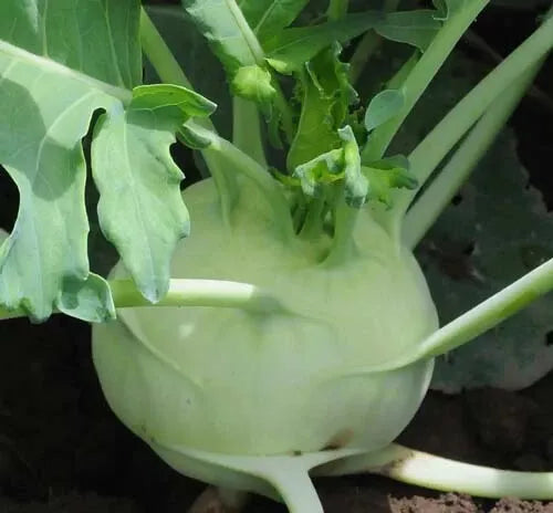 Kohlrabi Seeds - 100+ Early White Vienna Variety - Brassica oleracea - Compact, Easy to Grow, Ideal for Home Gardens