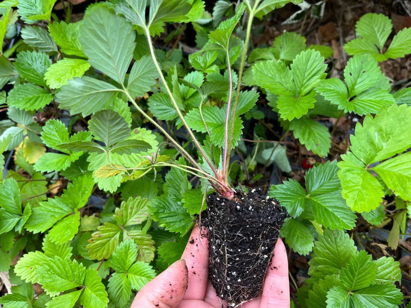 Alpine Strawberry Live Plant 2" Pot | Fragaria vesca | Compact Edible Ground Cover & Fruit Plant
