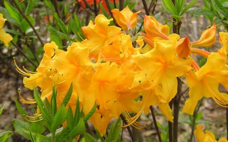 Aromi Azalea Starter Plant, Appalachian Gold Variety, Deciduous Rhododendron, Small Landscape Plant