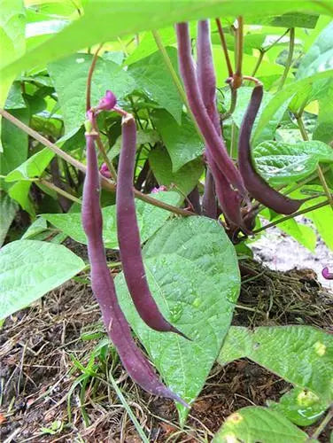 Royal Burgundy Bean Seeds - Heirloom Phaseolus vulgaris Purple Bush Beans for Home Garden, Non-GMO, Pack of Seeds