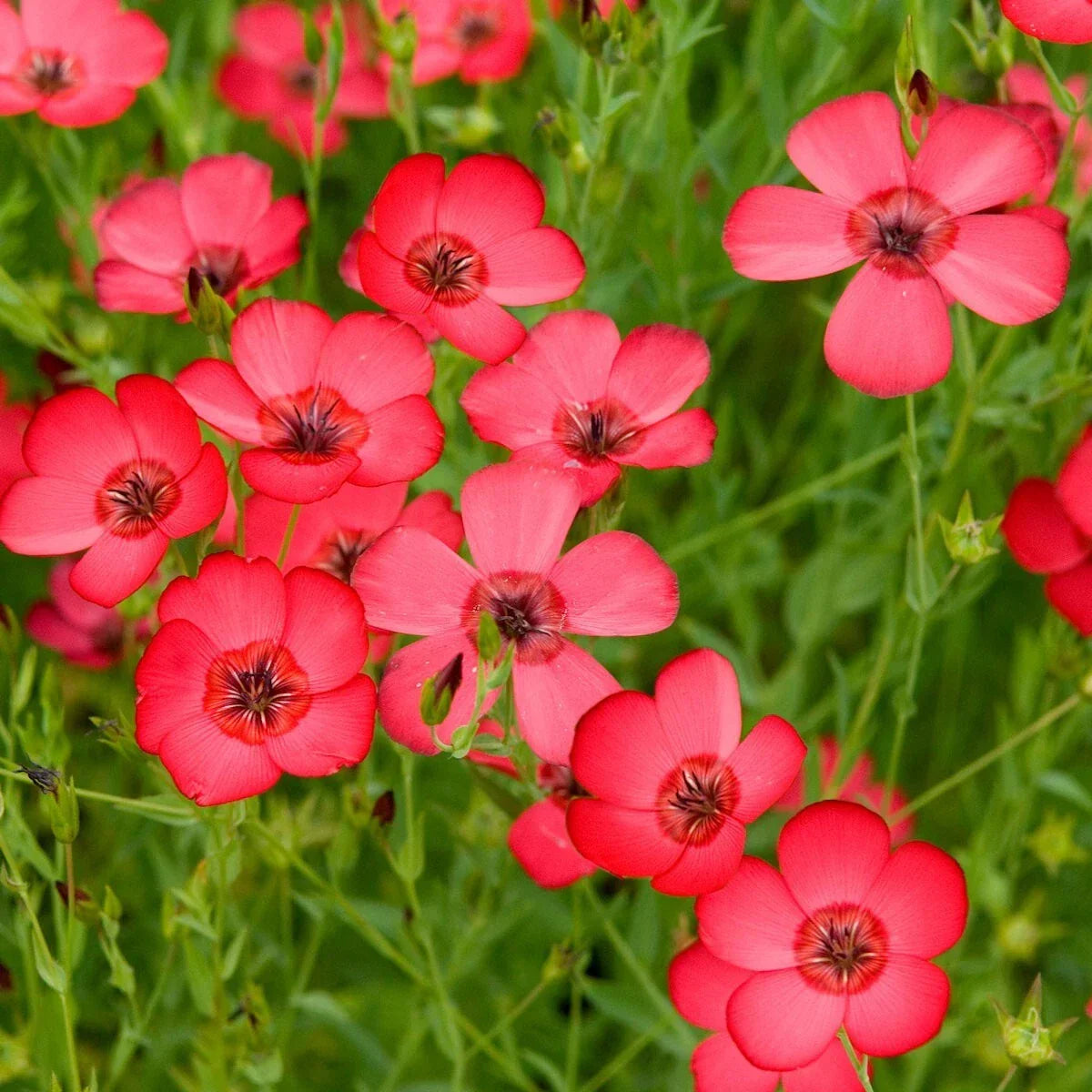 Scarlet Flax Wildflower Seeds 1/4 Lb Mylar Packet Linum rubrum Garden Flower Seeds for Pollinators