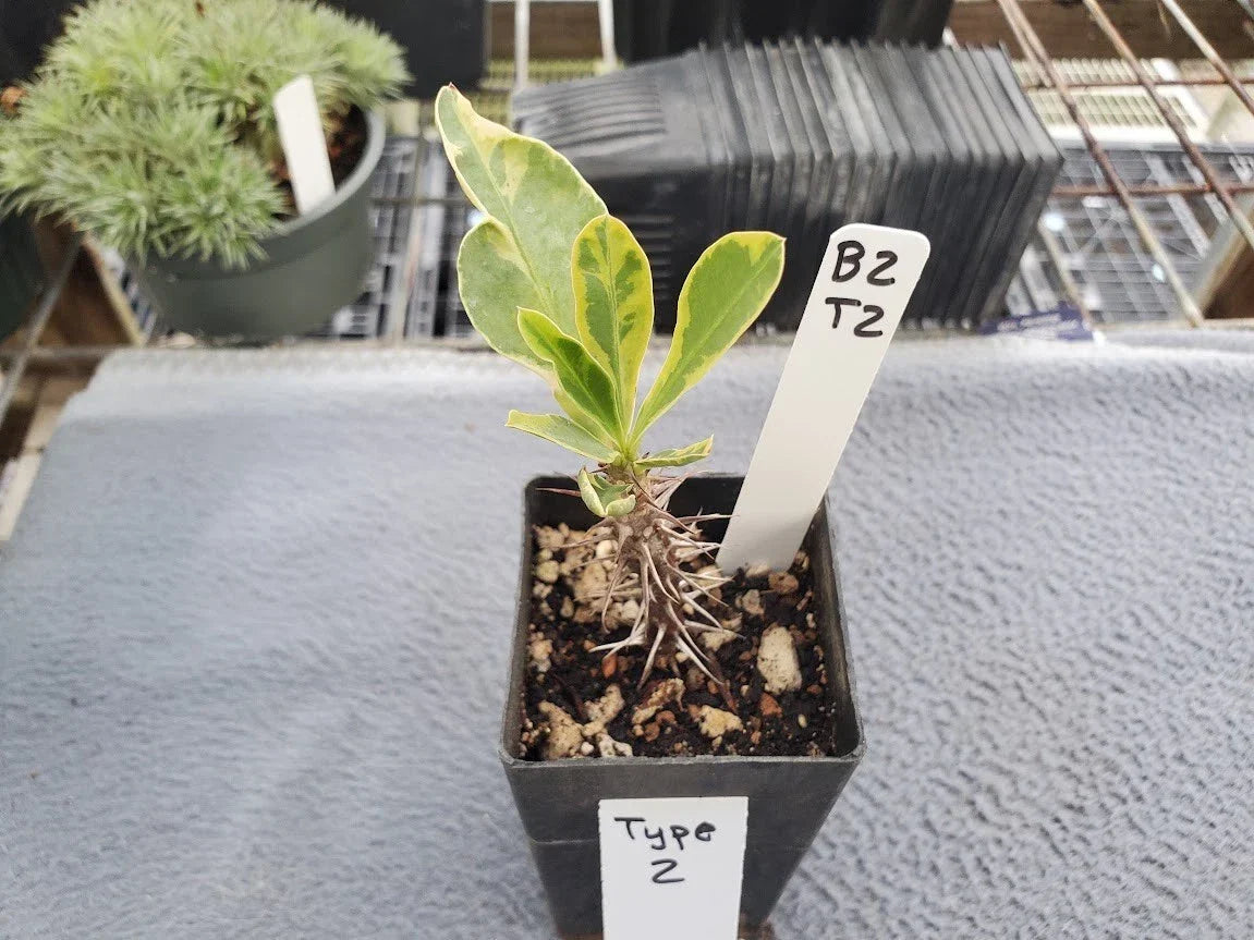 Euphorbia Milii Variegated - Crown of Thorns Plant - Unique Variegation Indoor Outdoor Succulent