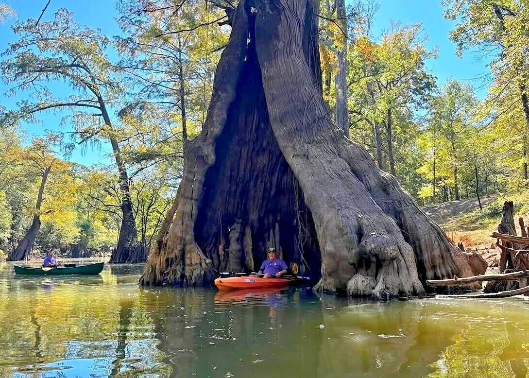 Southern Bald Swamp Cypress Tree Seeds - Taxodium distichum - Wetland, Fall Colors, Hardy, Drought Tolerant, Wildlife Habitat, Landscape