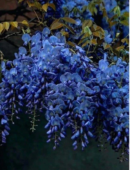 Dark Blue Chinese Wisteria Seeds - Perennial Climbing Flower Seeds Wisteria sinensis for Garden, Trellises, Arbors
