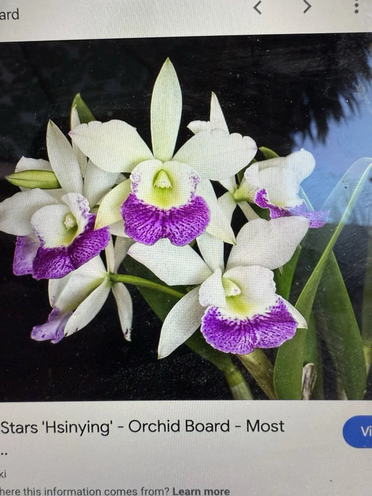 Cattleya Orchid Plant - 2 Stem Bare Root - Hawaiian Stars - Orchidaceae - Tropical Fragrant Blooms
