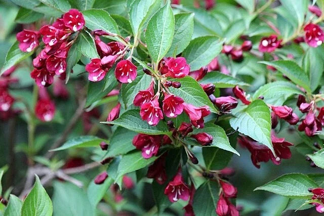 Weigela Florida Bush Flower Seeds - Pink to White, Perennial Shrub, Garden Plant, Pollinator Attracting, Hardy, Low Maintenance, 4-8 Zones