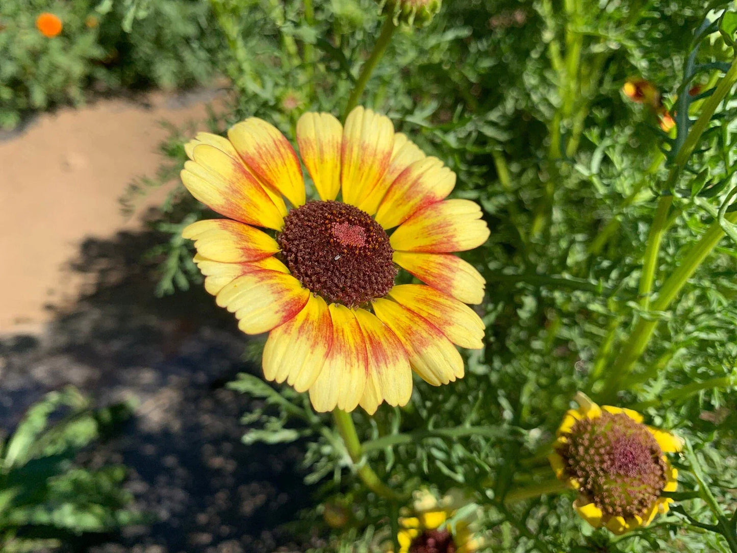 Yellow Red Painted Daisy Seeds - 200+ Non-GMO Garden Seeds for Borders & Containers - Chrysanthemum cinerariifolium