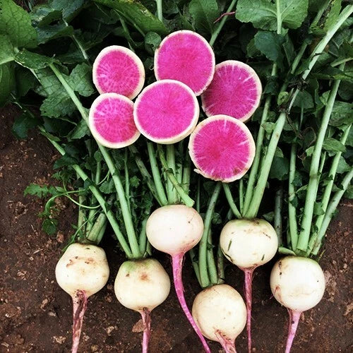 Watermelon Radish Seeds - Pink Center White Daikon Raphanus sativus var. longipinnatus - Heirloom Vegetable Seed for Salad and Garnish